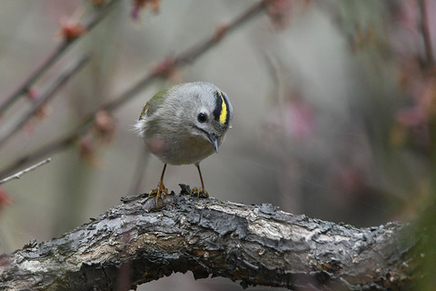 DSC_0137.jpg