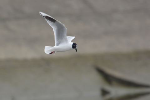 DSC_0146.jpg