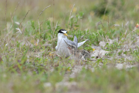 DSC_0152.jpg