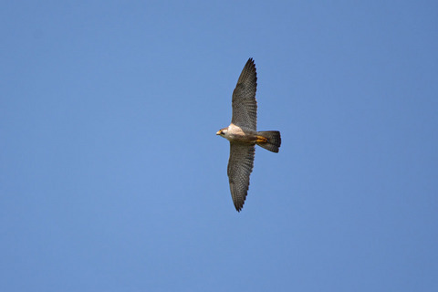 DSC_0156.jpg