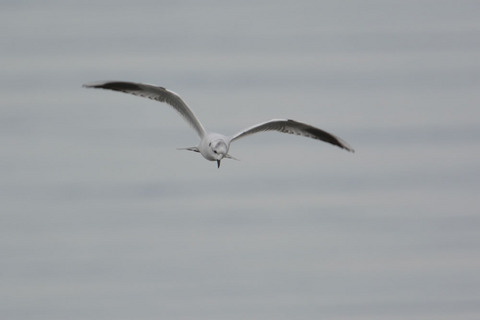 DSC_0171.jpg