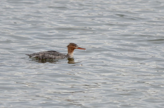 DSC_0176.jpg