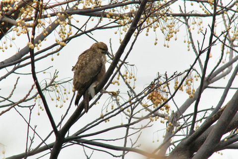 DSC_0183.jpg