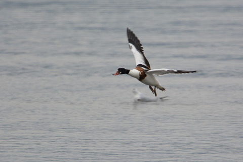 DSC_0185.jpg