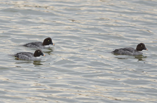 DSC_0185.jpg