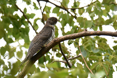 DSC_0187.jpg