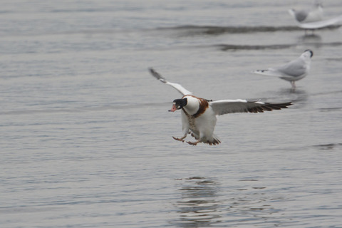 DSC_0187.jpg