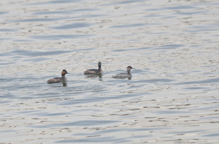 DSC_0197.jpg