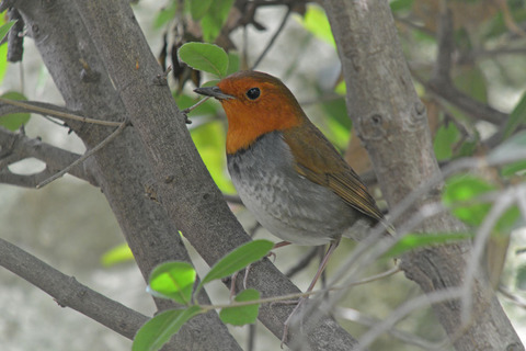 DSC_0203.jpg
