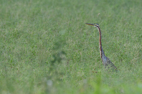 DSC_0220.jpg