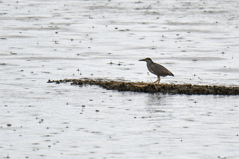 DSC_0223.jpg