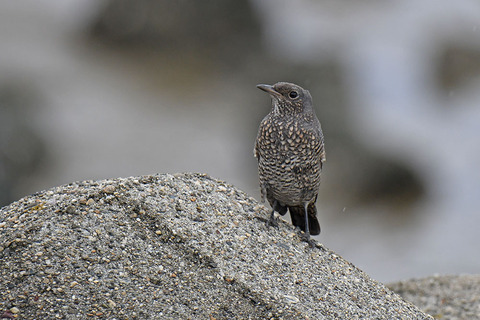 DSC_0232.jpg