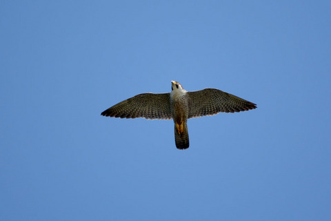 DSC_0244.jpg