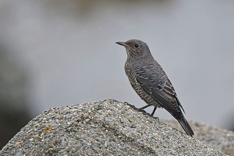 DSC_0247.jpg