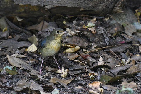 DSC_0258.jpg