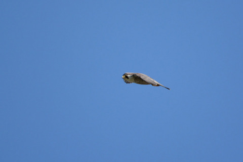 DSC_0259.jpg