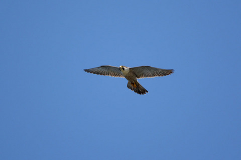 DSC_0262.jpg