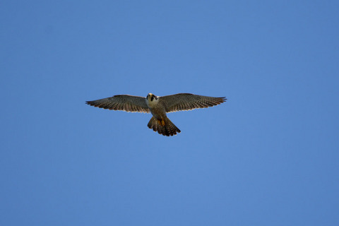 DSC_0263.jpg
