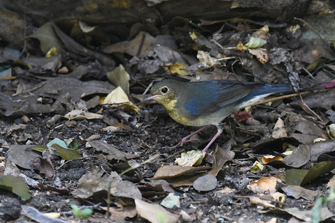 DSC_0274.jpg