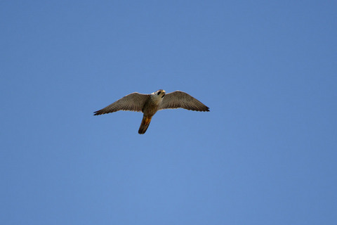 DSC_0281.jpg