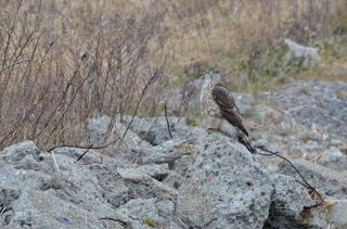 DSC_0293.jpg