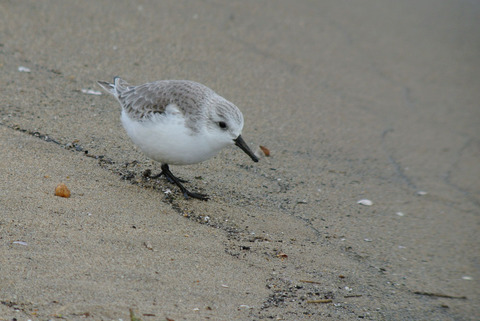 DSC_0295.jpg