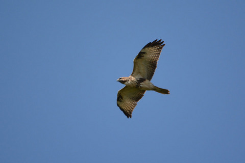 DSC_0303.jpg