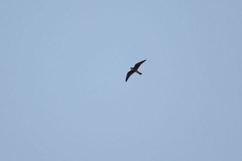 DSC_0314.jpg