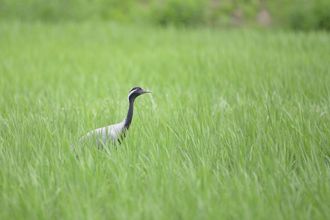 DSC_0316.jpg