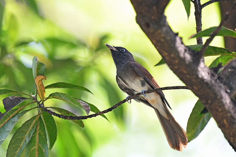 DSC_0321.jpg