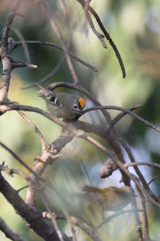 DSC_0332.jpg