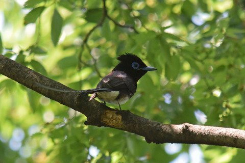 DSC_0339.jpg