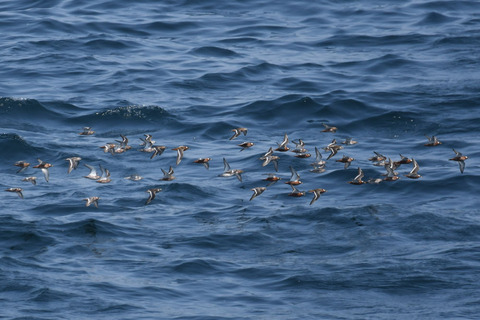 DSC_0340.jpg