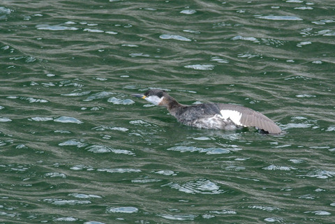 DSC_0346.jpg