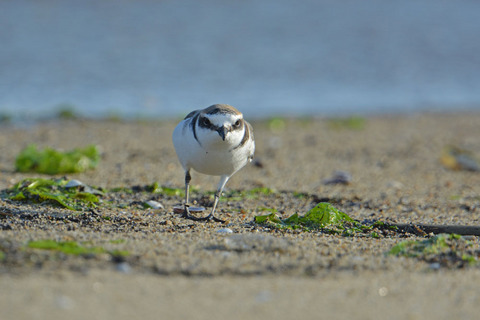 DSC_0380.jpg