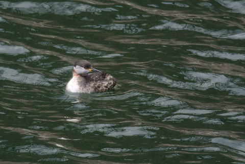 DSC_0384.jpg