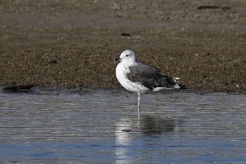 DSC_0392.jpg