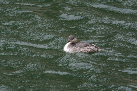 DSC_0395.jpg