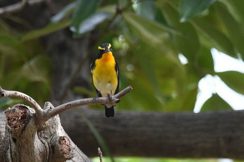 DSC_0397.jpg
