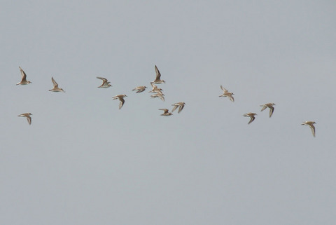 DSC_0415.jpg