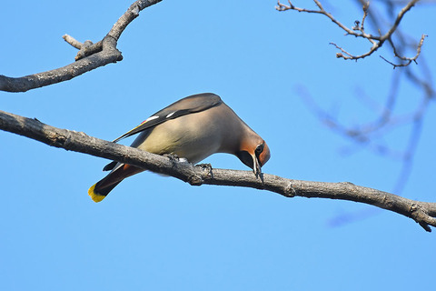 DSC_0431.jpg