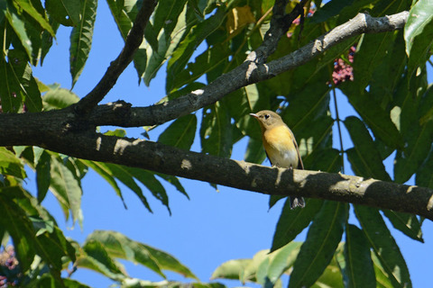 DSC_0432.jpg