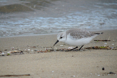 DSC_0432.jpg