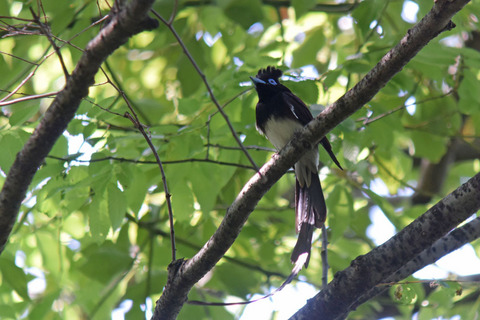 DSC_0457.jpg
