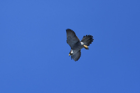 DSC_0458.jpg