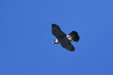 DSC_0466s.jpg
