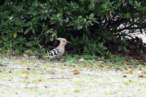 DSC_0470.jpg