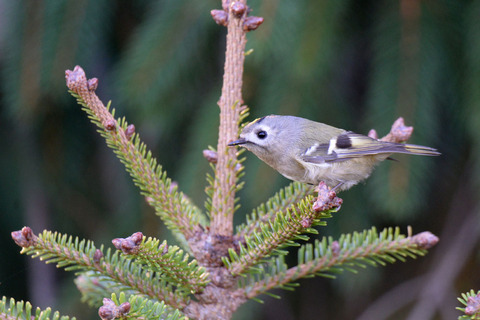 DSC_0478.jpg