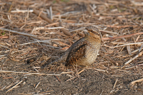DSC_0485.jpg