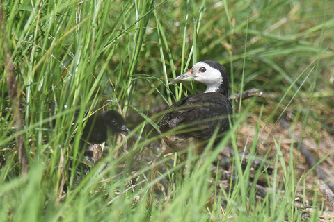 DSC_0492.jpg
